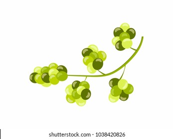Grape vine with green grapes isolated on white background. Vector illustration