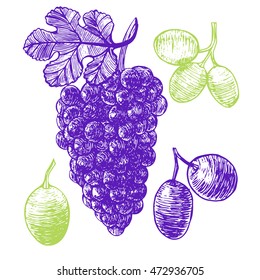 Grape Vine Hand Draw Sketch. Vintage Style Food Design menu. Vector illustration of Grapes for drink alcohol wine concept.