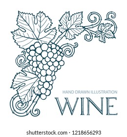 Grape and vine. Hand drawn grape and vine engraving style illustration. Bunch of grapes vector design element. Grape and vine background. Wine theme grape and vine vintage style ornament. 