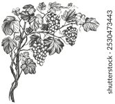 grape vine, grape, hand drawn vector illustration realistic sketch