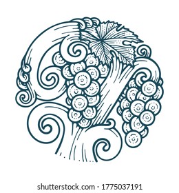 Grape and vine hand drawn vector illustration. Grapevine engraving style drawing. Part of set.