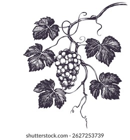 grape vine, grape, hand drawn vector illustration realistic sketch