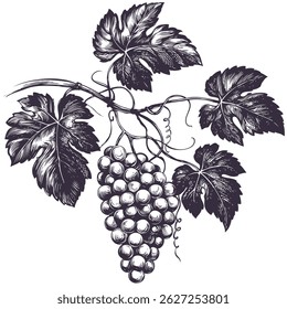 grape vine, grape, hand drawn vector illustration realistic sketch