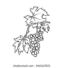 Grape vine illustration. grapes, vector sketch illustration