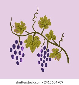 Grape vine isolated on a white background. Vector illustration for menu, banner, poster. 