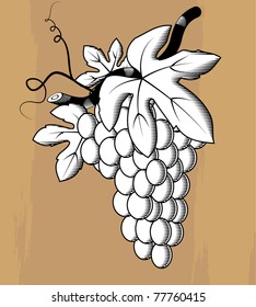 Grape vine with leaves