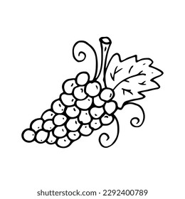 Grape vine in line style. Isolated hand drawing berry vector illustration. Doodle simple outline.