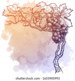 Grape vine. linear drawing isolated on watercolor textured background. Blank Template. EPS10 vector illustration