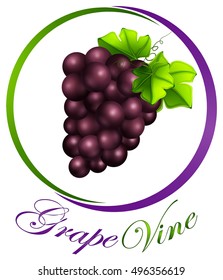 Grape vine on round label illustration