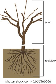 Grape vine plant: scion is grafted onto the rootstock