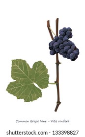 Grape vine shoot with fruit and leaf illustration
