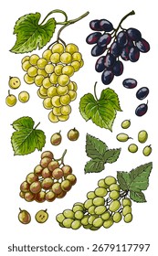 Vektorgrafik Traubenrebe - Botanische Zeichnung mit Trauben und Blättern