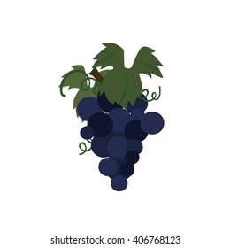 Grape vine vector illustration. Grapes vector. Grapes with leaves
