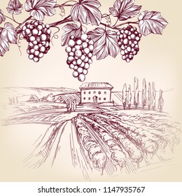 grape vine, Vineyard, grape hand drawn vector illustration realistic sketch