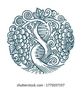 Grape and vine. Wine making tradition concept. DNA and infinity symbols drawn with grape vine. Hand drawn vine and grape bunch engraving style illustration. Part of set.