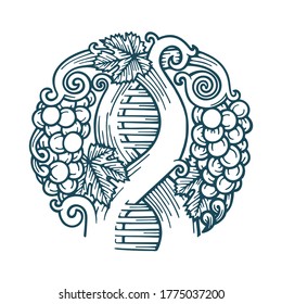 Grape and vine. Wine making tradition concept. DNA and infinity symbols drawn with grape vine. Hand drawn vine and grape bunch engraving style illustration. Part of set.