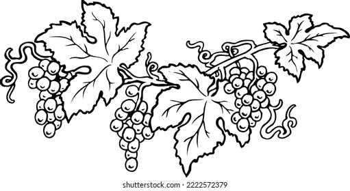 Grape Vines Design Vector Illustration
