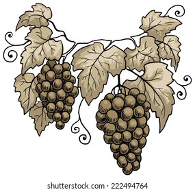 Grape vines, monochrome, vector illustration