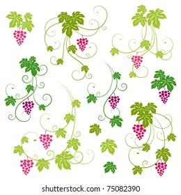 Grape vines set. Vector illustration.