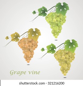 Grape vines with text