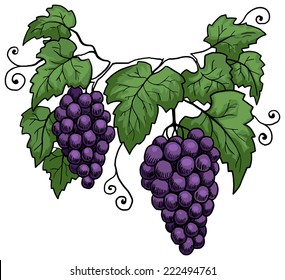 Grape vines, vector illustration
