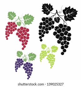 Grape vintage style. Fresh fruit vector. Isolated grape with leaves on white background. 