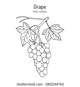 Grape, Vitis vinifera, branch with leaves and fruit, edible and medicinal plant. Botanical hand drawn vector illustration