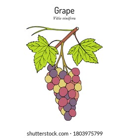 Uva, Vitis vinifera, rama con hojas y frutas, planta comestible y medicinal. Ilustración de vector dibujada a mano