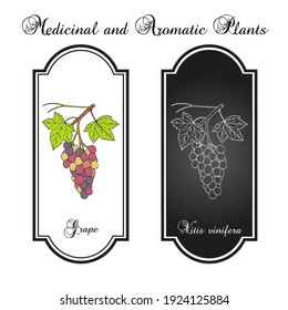 Grape, Vitis vinifera, branch with leaves and fruit, edible and medicinal plant. Botanical hand drawn vector illustration