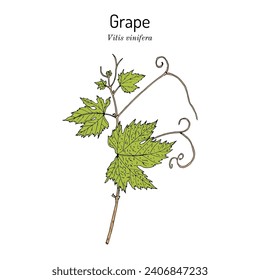 Grape, Vitis vinifera, branch with leaves, edible and medicinal plant. Botanical hand drawn vector illustration