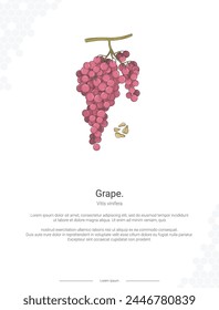 Grape - Vitis vinifera illustration wall decor ideas or poster. Hand drawn Grape isolated on white background