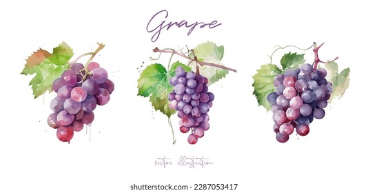 Grape, watercolor painting style illustration. Vineyard farm. Vector set.