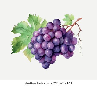 Esbozo de acuarela de uva. Bote de uvas extraídas a mano, fondo aislado