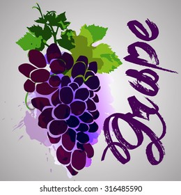 grape with watercolor splash vector 