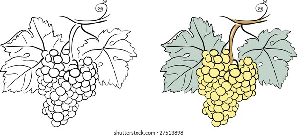 grape weed summer harvest harvesting branch vines aliment sprout nurture flowery picture image array grape nourishment vector treat serving diet flowering lot nutrient adorable set marihuana yield sap