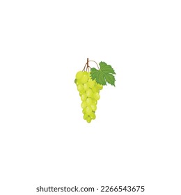 Mesa blanca de uva. Uvas verdes de mesa con bayas y hojas. Ilustración vectorial aislada en fondo blanco. Para etiqueta de plantilla, embalaje, web, menú, logotipo, textil, icono