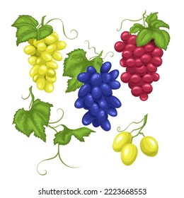 caricatura del grupo de uvas. hoja de fruta, vid verde, alimentos frescos, vid roja, viñedo de berry, azul de jugo, uva púrpura madura ración de ejemplo vectorial