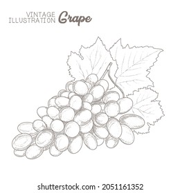 Traubwein, Trauben und Reben - Vektorgrafik. Vintage