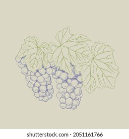 Grape wine, grapes and vines - vector engraved illustration. Vintage bunch of grapes