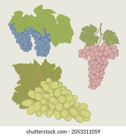 Grape wine, grapes and vines - vector engraved illustration. Vintage bunch of grapes