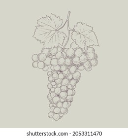 Vino de uva, uva y vid - ilustración vectorial grabada. Ropa vintage de uvas