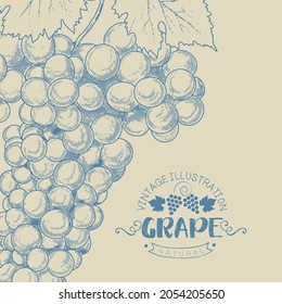 Grape wine, grapes and vines - vector engraved illustration. Vintage bunch of grapes