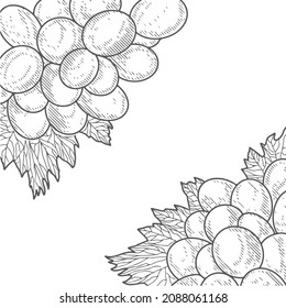 Vino de uva, uva y vid - ilustración vectorial grabada. Ropa vintage de uvas