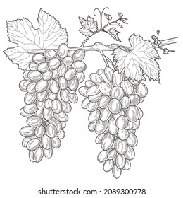 Grape wine, grapes and vines - vector engraved illustration. Vintage bunch of grapes