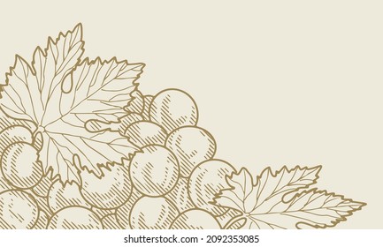 Vino de uva, uva y vid - ilustración vectorial grabada. Ropa vintage de uvas