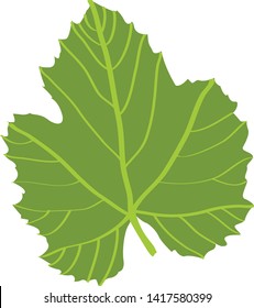 Grape Wine Leaf Green on White Background - Illustration Isolated Icon 