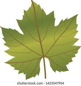 Grape Wine Leaf Green on White Background - Illustration Isolated Icon 