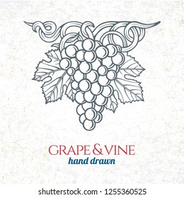 Grape and wine ornament.  Hand drawn grape and vine engraving style illustration. 
Bunch of grapes sketch drawing.
