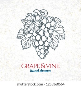 Grape and wine ornament.  Hand drawn grape and vine engraving style illustration. 
Bunch of grapes sketch drawing.