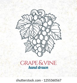 Grape and wine ornament.  Hand drawn grape and vine engraving style illustration. 
Bunch of grapes sketch drawing.